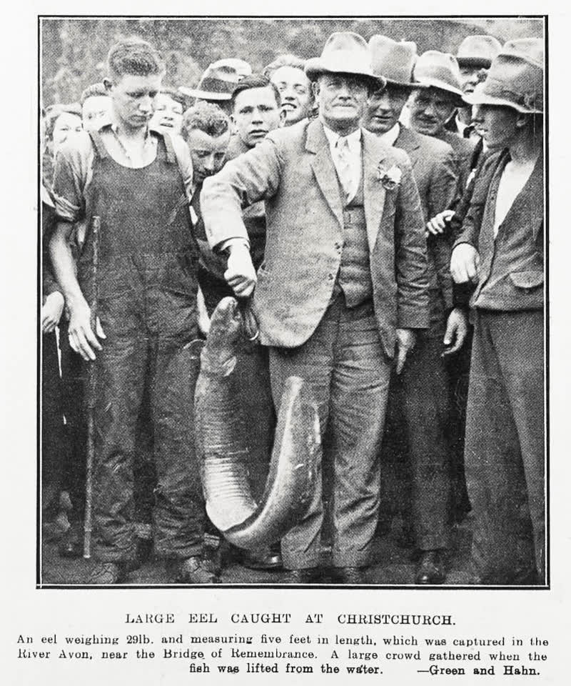 Large Eel Caught At Christchurch, 1930