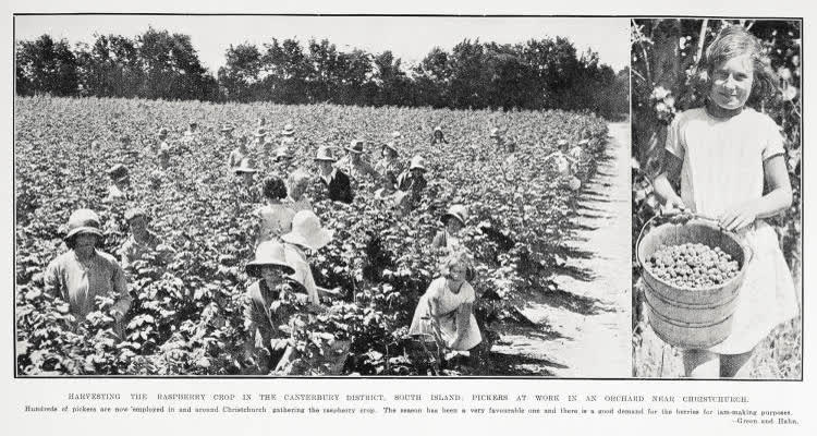 Harvesting the raspberry crop in the Canterbury District, South Island: pickers at work in an orchard near Christchurch, 1931