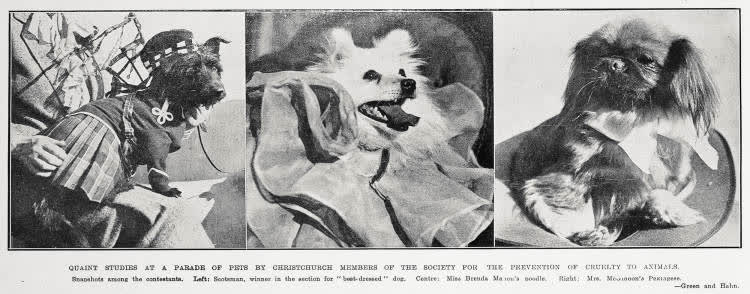 Quaint studios at a parade of pets by Christchurch members of the Society for the Prevention of Cruelty to Animals, 1931