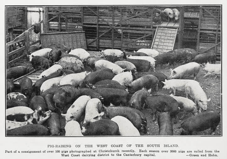 Pig-raising on the West Coast of the South Island, 1931