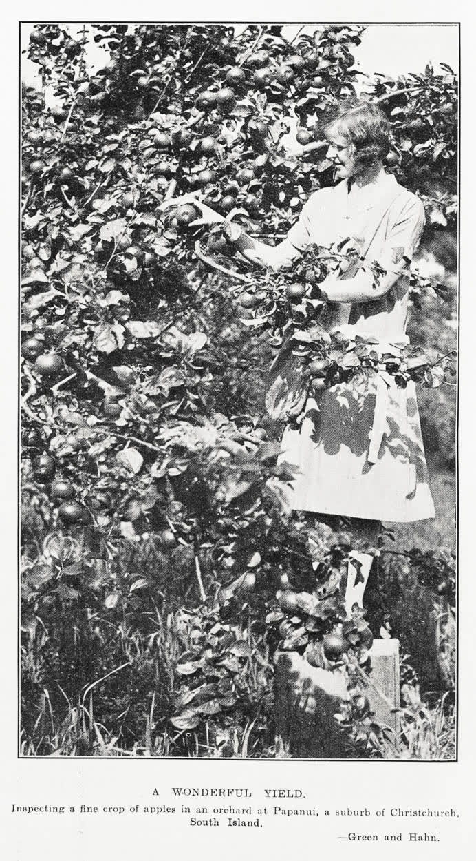 A wonderful yield, 1931