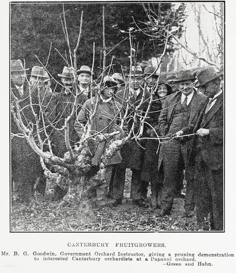 Canterbury fruit growers, 1931