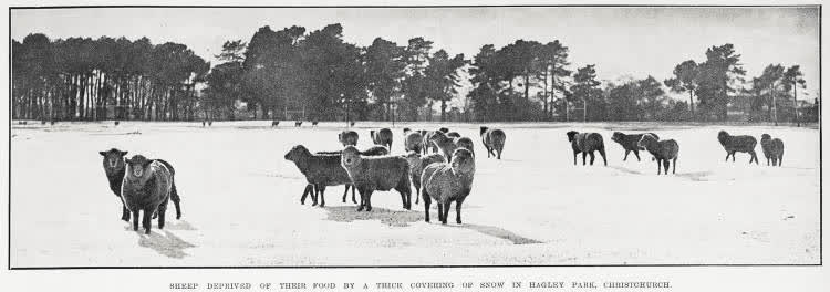 Sheep deprived of their food by a thick covering of snow in Hagley Park, Christchurch, 1931