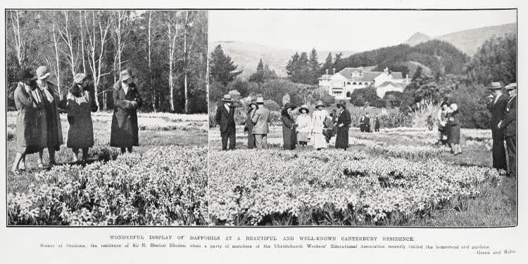 Wonderful display of daffodils at a beautiful and well-known Canterbury residence, 1931