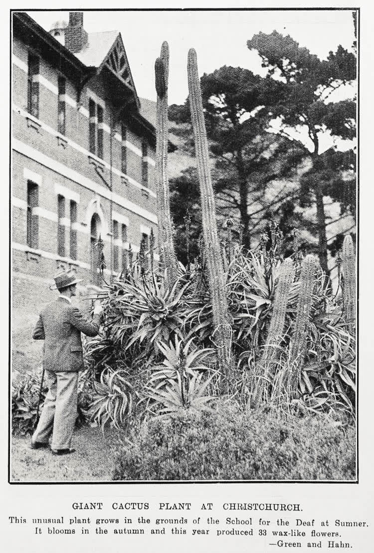 Giant cactus plant at Christchurch, 1931