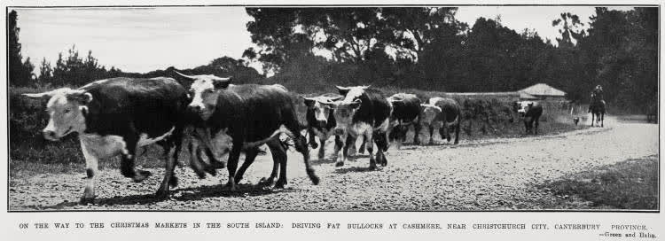 On The Way to the Christmas Markets in the South Island: Driving Fat Bullocks At Cashmere, Near Christchurch City, Canterbury Province, 1931