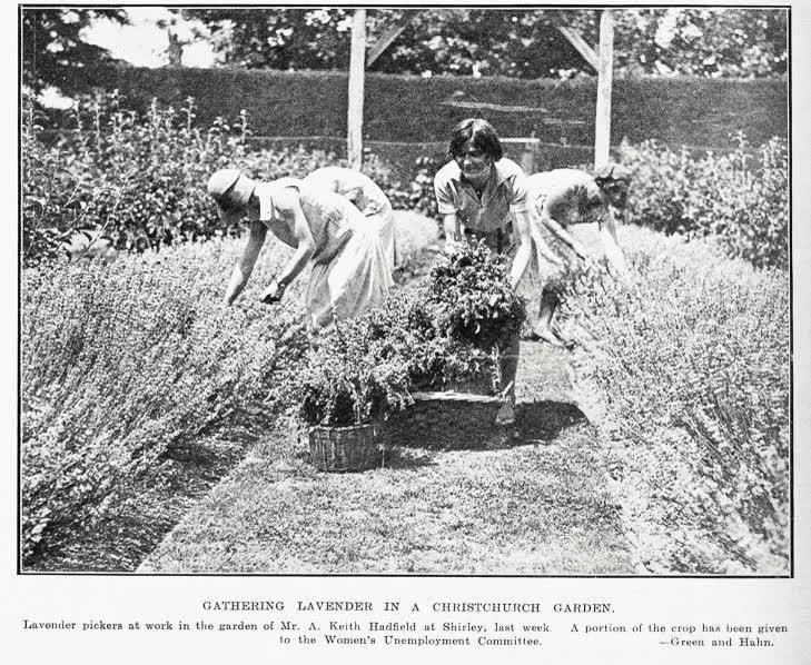 Gathering lavender in a Christchurch garden, 1932