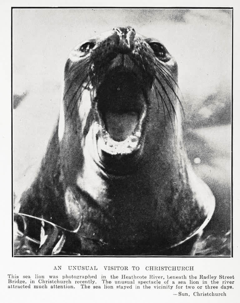 An unusual visitor to Christchurch, 1932