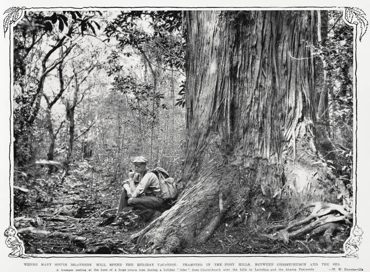 Where many South Islanders will spend the holiday vacation: tramping in the port hills, between Christchurch and the sea, 1932