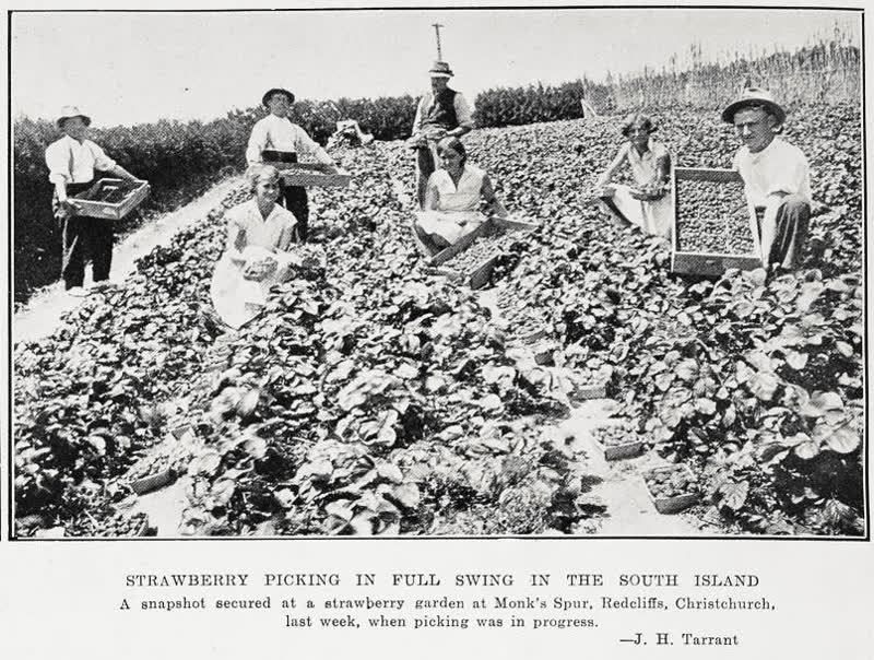Strawberry picking in full swing in the South Island, 1932
