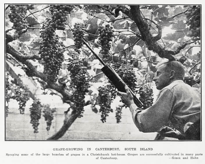 Grape- growing in Canterbury, South Island, 1933