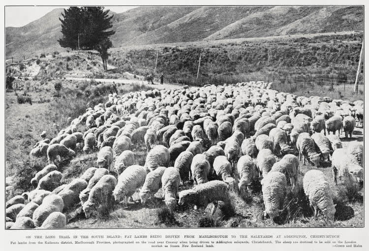 On the long trail in the South Island: fat lambs being driven from Marlborough to the saleyards at Addington, Christchurch, 1933