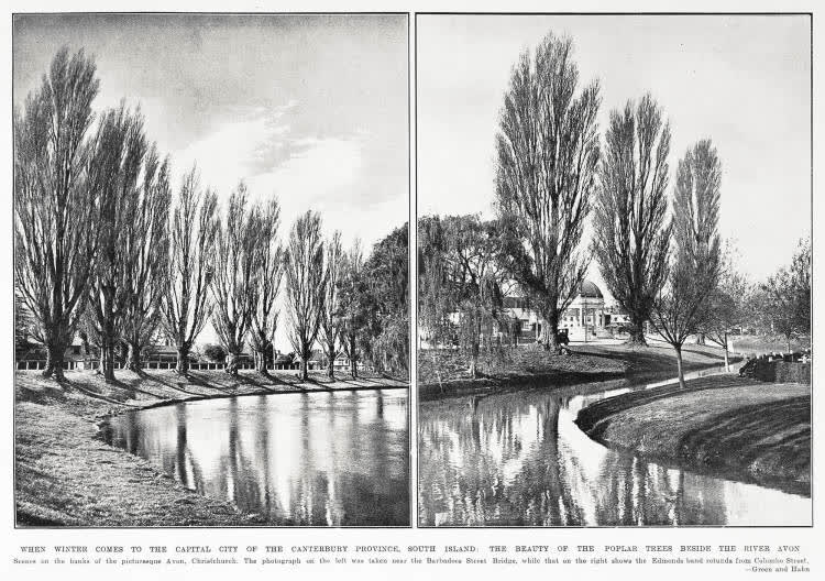 When winter comes to the capital city of the Canterbury province, South Island: the beauty of the poplar trees beside the river Avon, 1933