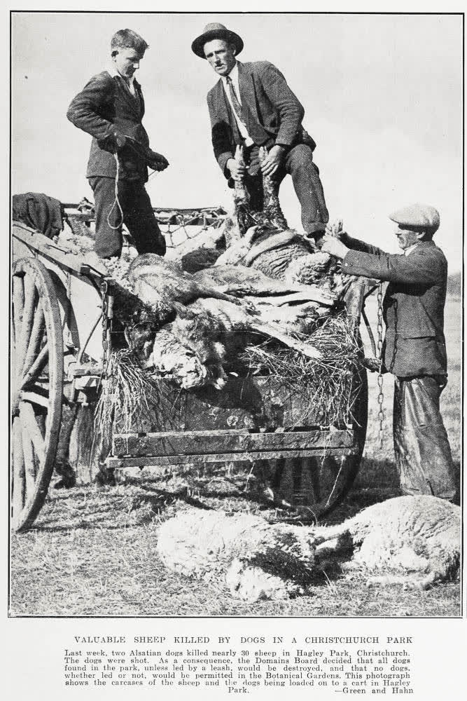 Valuable sheep killed by dogs in a Christchurch park, 1933