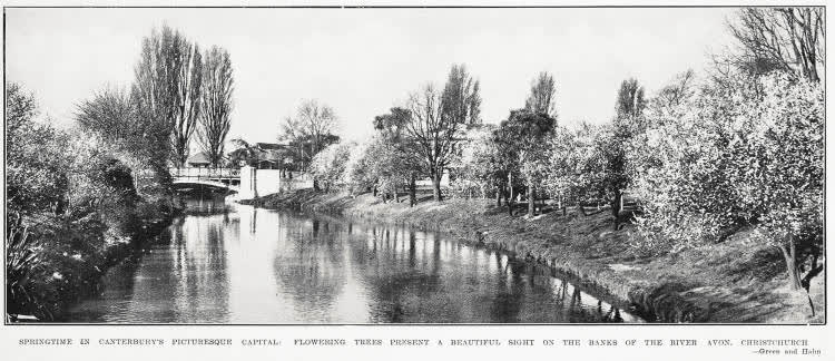 Springtime in Canterbury's picturesque capital: flowering trees present a beautiful sight on the banks of the river Avon, Christchurch, 1933