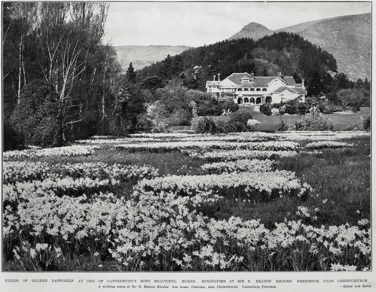 Fields of golden daffodils at one Canterbury's most beautiful homes: Springtime at Sir R. Heaton Rhodes' residence, near Christchurch, 1933