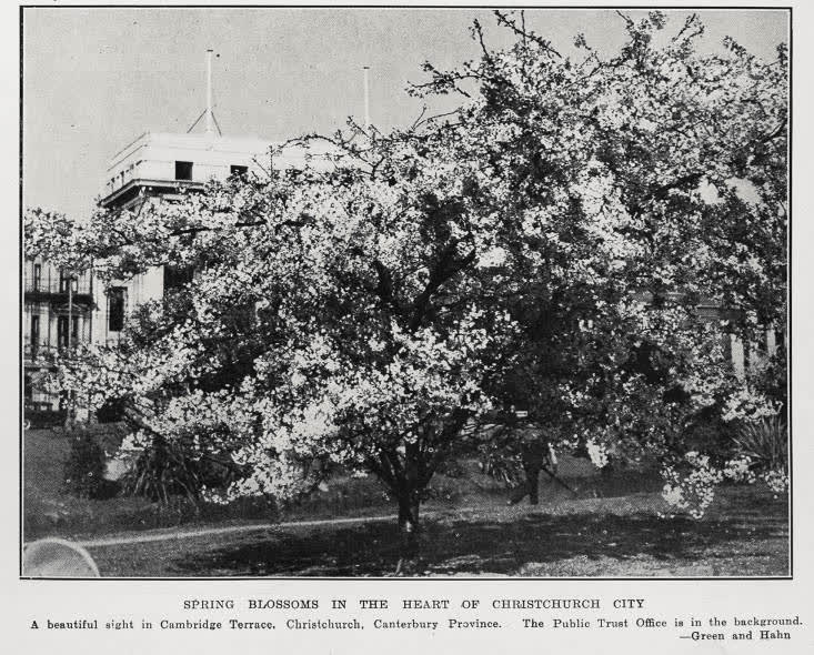 Spring blossoms in the heart of Christchurch city, 1933