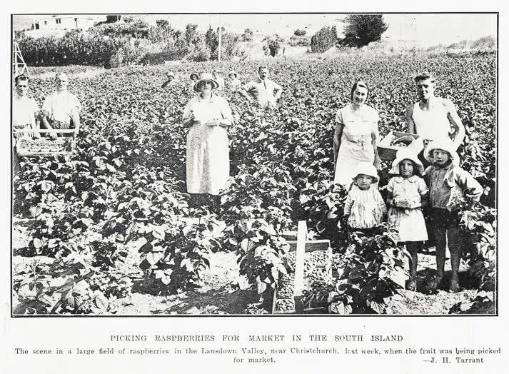 Picking raspberries for market in the South Island, 1934