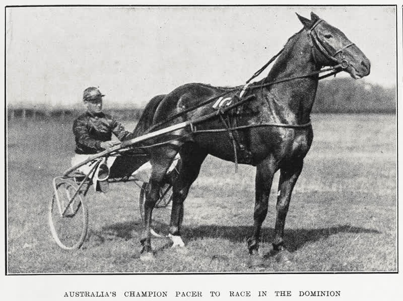 Australia's champion pacer to race in the Dominion, 1934