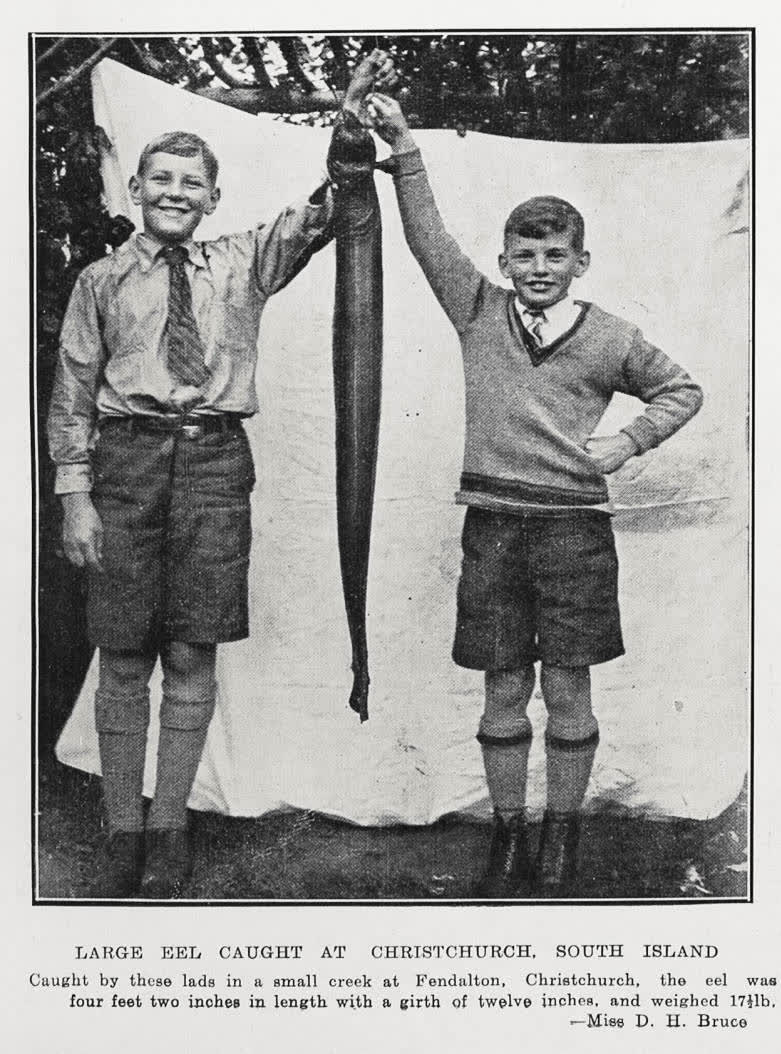Large eel caught at Christchurch, South Island, 1934