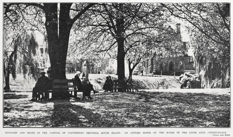 Sunlight and shade in the banks of the River Avon, Christchurch, 1934