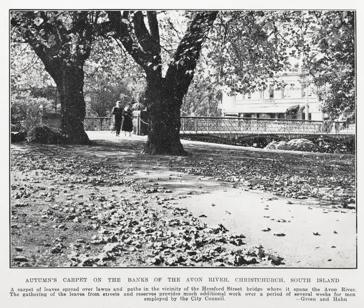 Autumn's carpet on the banks of the Avon River in Christchurch, South Island, 1934