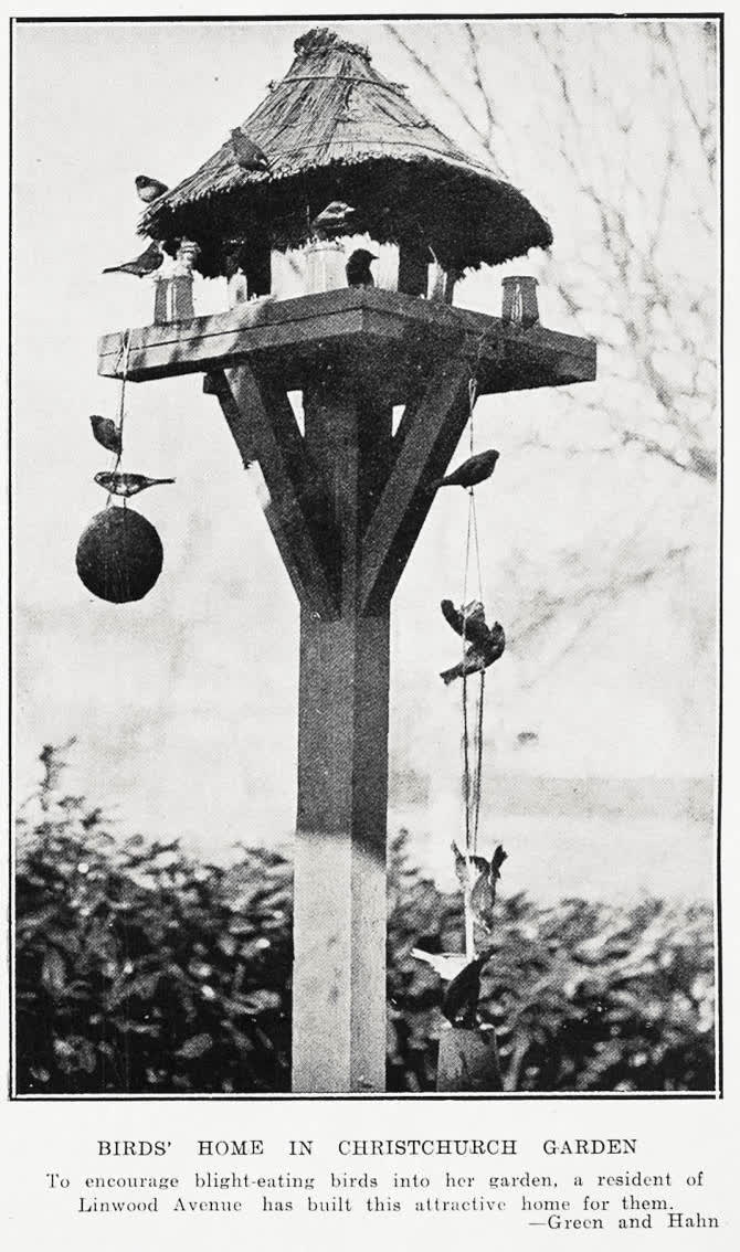 Birds Home In Christchurch Garden, 1934