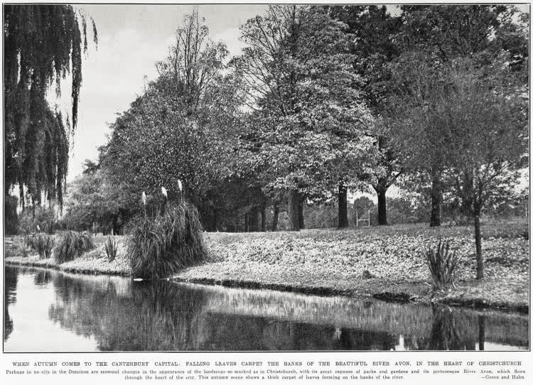 When autumn comes to the Canterbury capital: falling leaves carpet the banks of the beautiful River Avon, in the heart of Christchurch, 1935