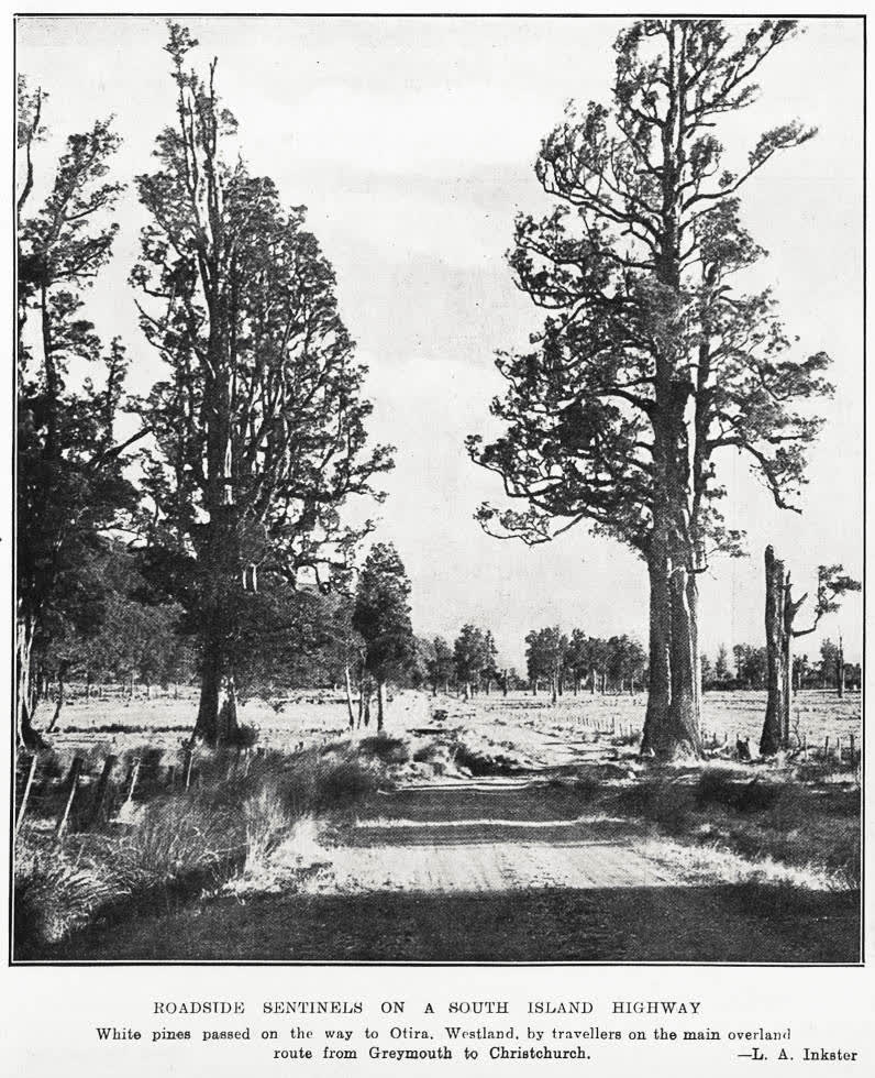 Roadside sentinels on a South Island highway, 1935