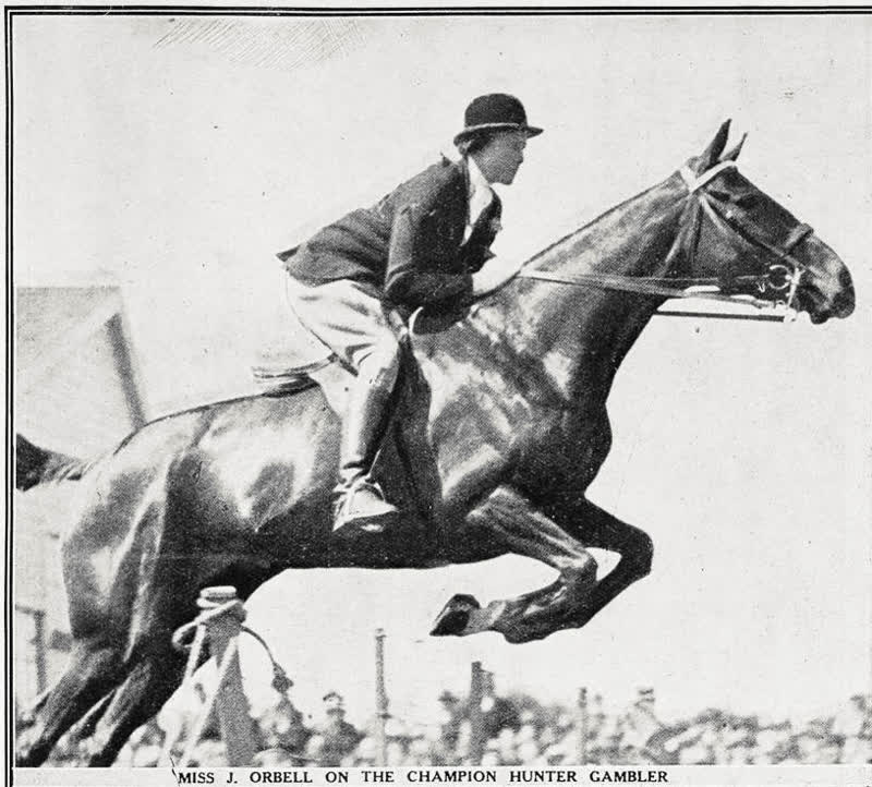 Miss J. Orbell on the champion hunter Gambler, 1935