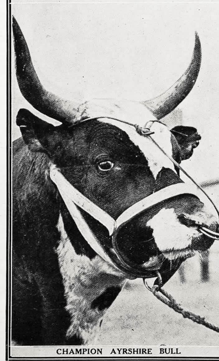 Champion Ayrshire bull, 1935
