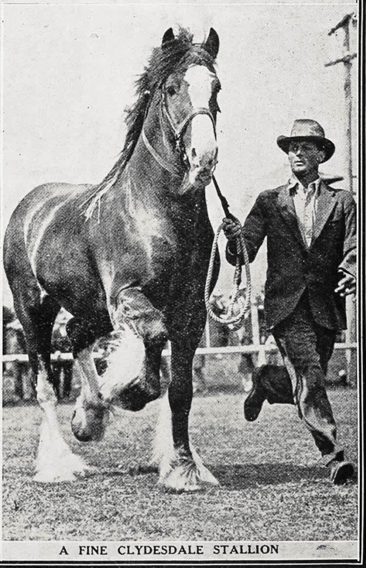 A fine Clydesdale stallion, 1935