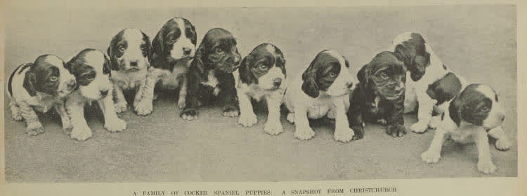 A family of cocker spaniel puppies: a snapshot from Christchurch, 1937