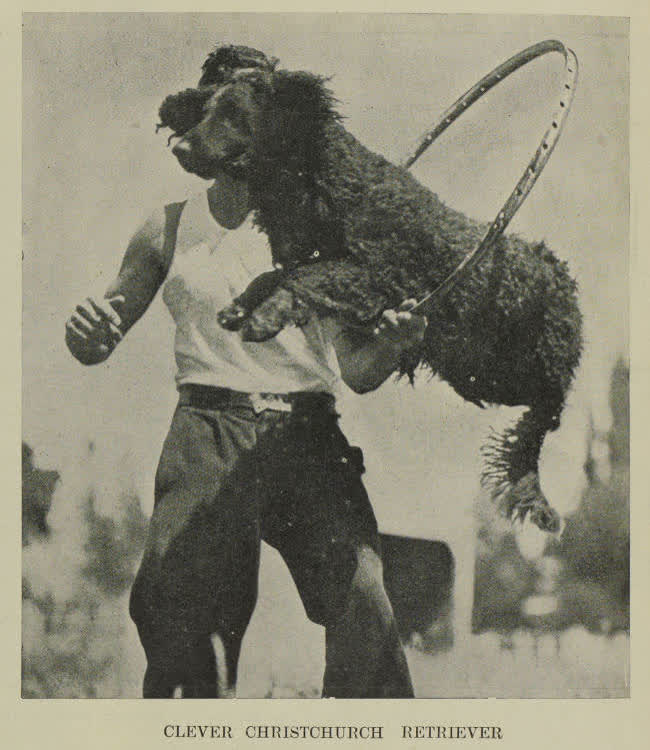 A retriever dog leaping through a hoop at Riccarton, 1938