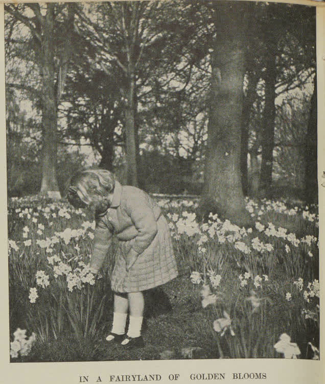 In a fairyland of golden blooms, 1938