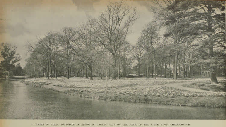 Springtime in Hagley Park, with the Avon River flowing alongside blossoming daffodils., 1938