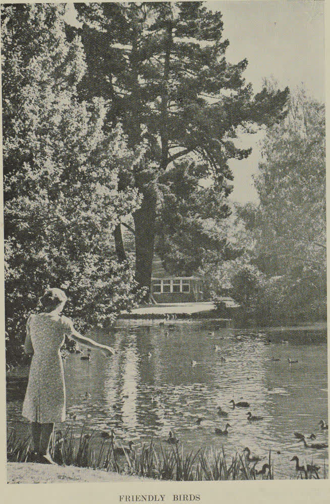 Friendly birds, 1939