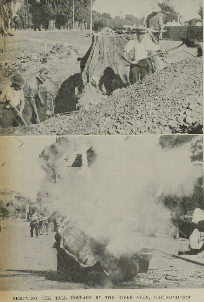 Removing the tall poplars by the River Avon, Christchurch, 1939