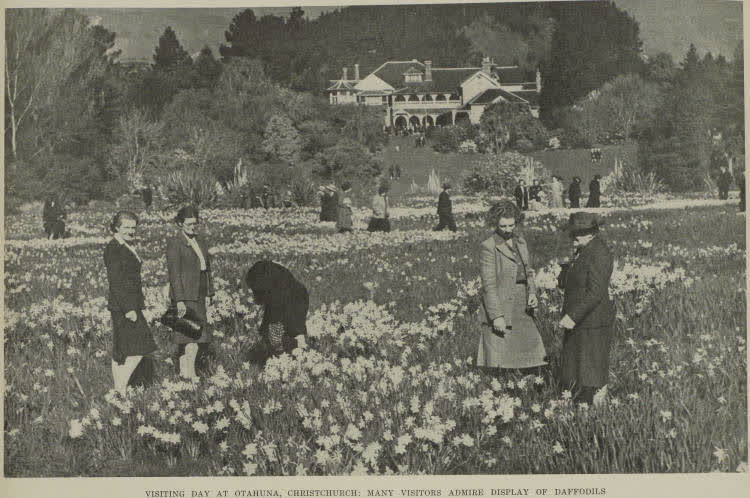 Visiting day at Otahuna, Christchurch: many visitors admire display of daffodils, 1945