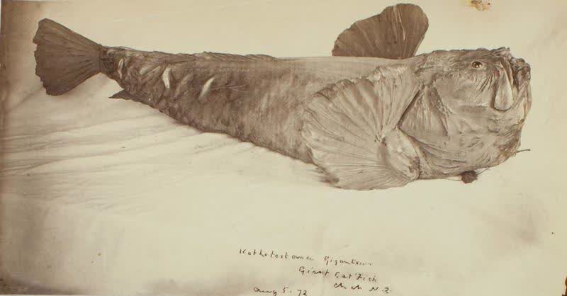 Photograph: Giant Catfish, 1872