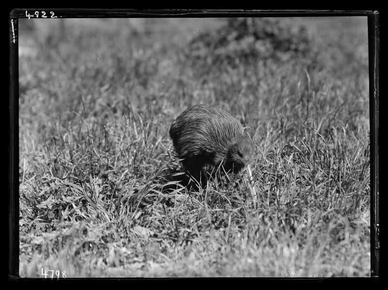 Kiwi,  Christchurch Exhibition, 1930
