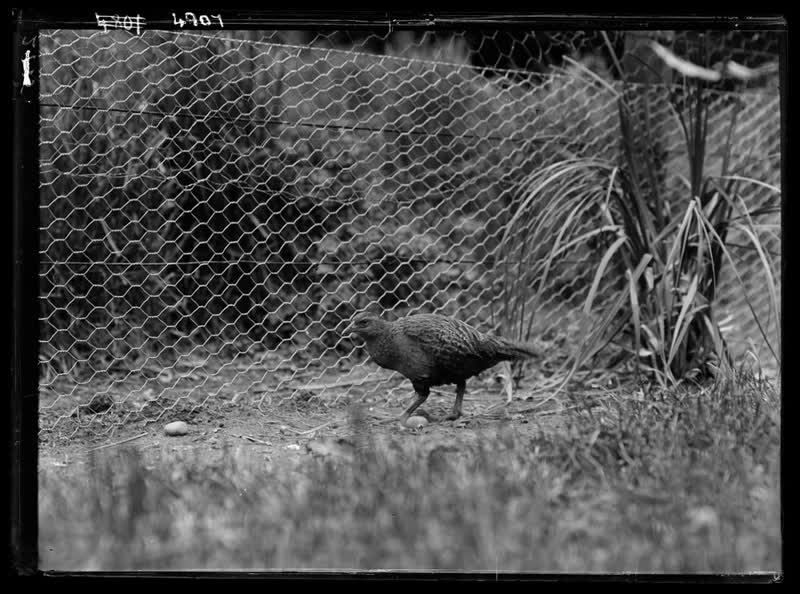 Weka,  Christchurch Exhibition, 1930