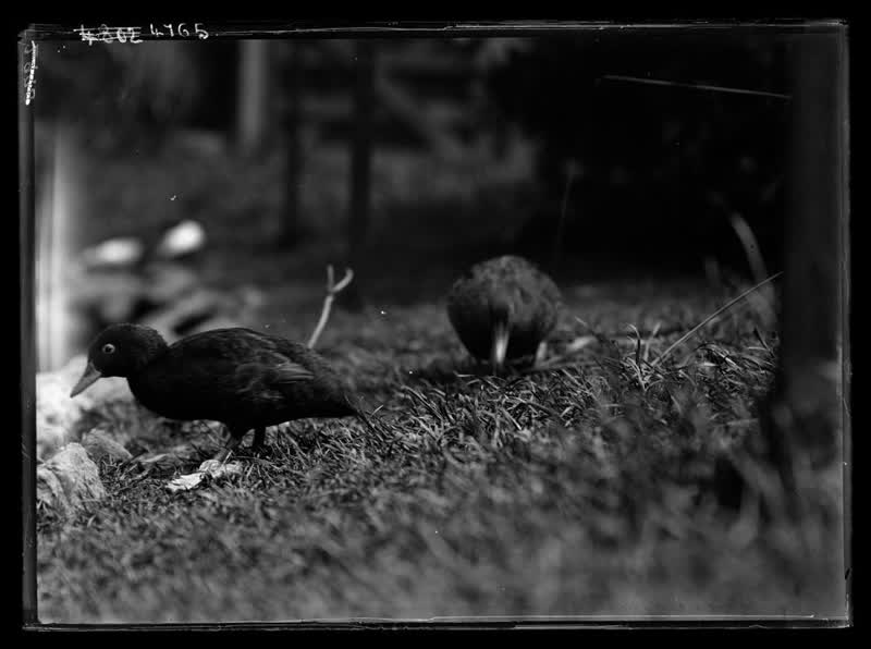 Flightless Ducks  -  Christchurch Exhibition, 1906