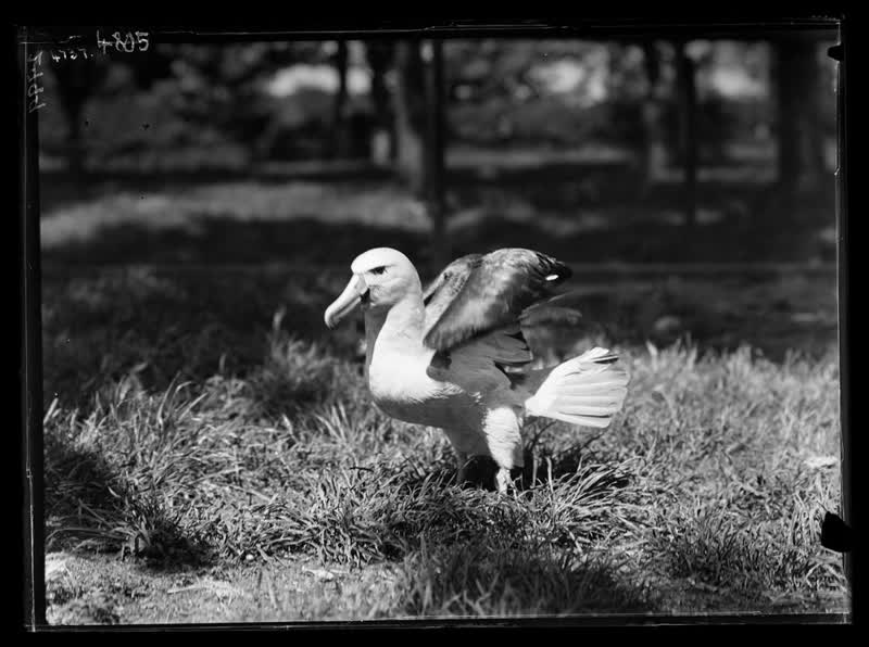 Mollymawk - Christchurch Exhibition, 1930