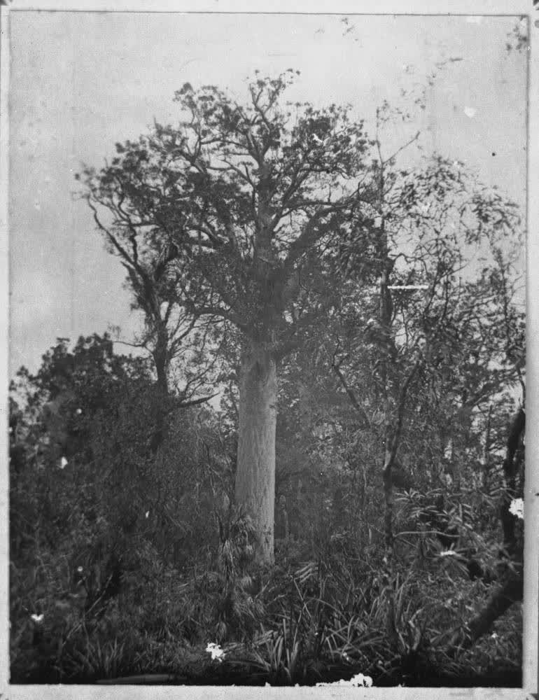 The Glasgow Tree, 1890s, 1890
