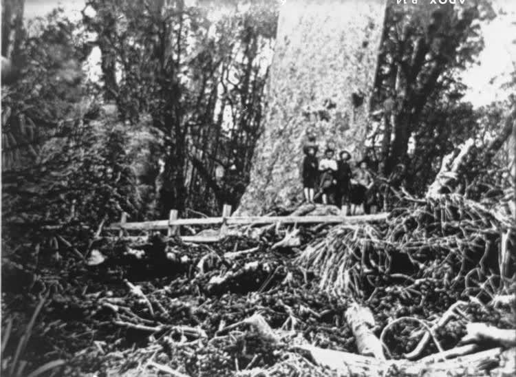 Trampers at base of the Glasgow Tree, 1890s, 1890