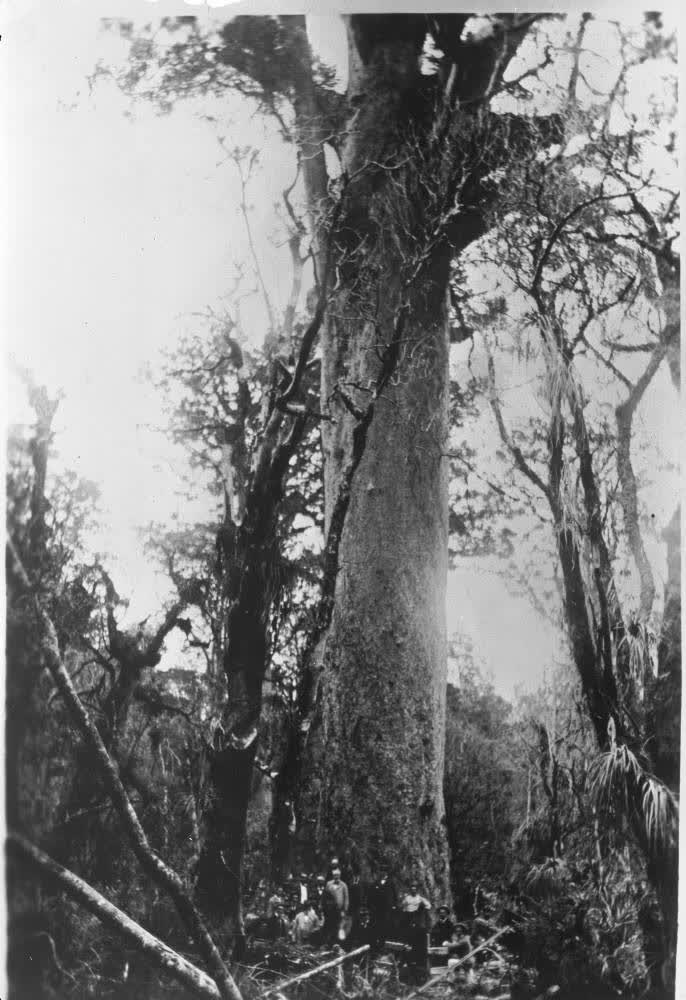 Glasgow Tree, Nihotupu, 1895, 1895