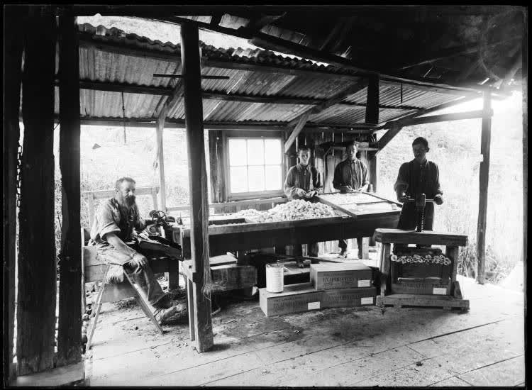 Golden Queen Evaporated Apple Rings, 1900