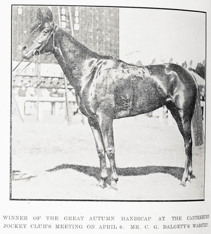 Winner of the great Autumn Handicap at the Canterbury Jockey Club's meeting on April 6: Mr C. G. Dalgety's Warstep, 1915