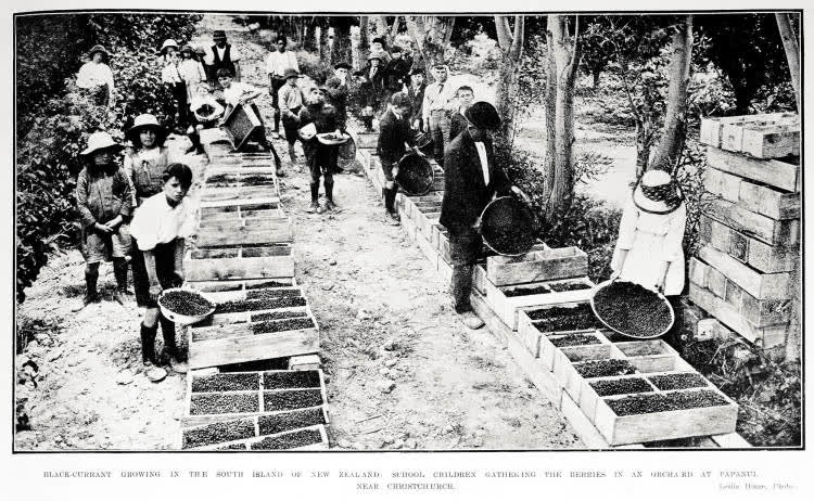 Black-currant growing in the South Island of New Zealand: school children gathering the berries in an orchard at Papanui, near Christchurch, 1918